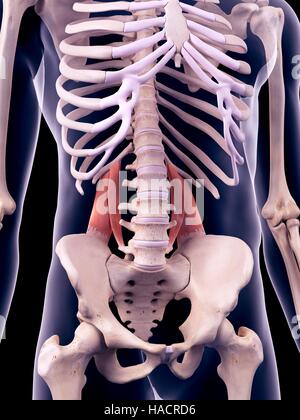 Abbildung der Quadratus Lumborum Muskeln. Stockfoto