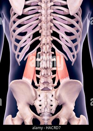 Abbildung der Quadratus Lumborum Muskeln. Stockfoto