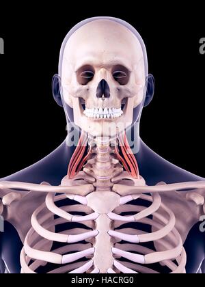 Abbildung der mittleren Scalene Muskeln. Stockfoto