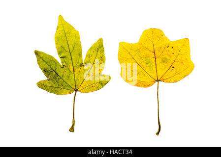 Nahaufnahme Foto von einem vernichtenden herbstlichen Feigenbaum Blätter isolierten auf weißen Hintergrund in hoher Auflösung Stockfoto