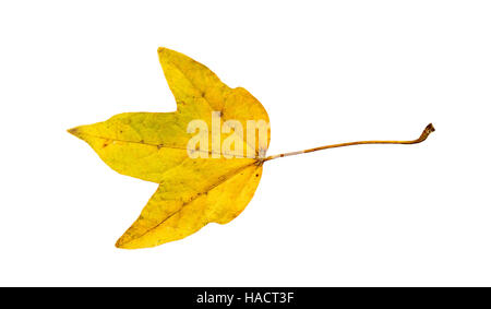 Nahaufnahme Foto von einem vernichtenden herbstlichen Feigenbaum Blätter isolierten auf weißen Hintergrund in hoher Auflösung Stockfoto