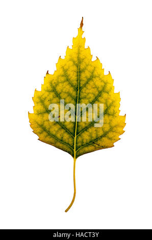 Nahaufnahme Foto von einem vernichtenden herbstliche Birke Baum Blatt isoliert auf weißem Hintergrund in hoher Auflösung. Stockfoto