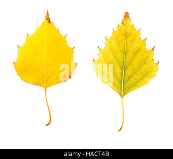 Nahaufnahme Foto der Vorder- und Rückseite von einem vernichtenden herbstliche Birke Baum Blatt isoliert auf weißem Hintergrund in hoher Auflösung Stockfoto