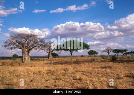 Baobabs (Affenbrotbäume Digitata) und hoch Acacia in offenen Savanne, Tarangire Nationalpark, Tansania Stockfoto