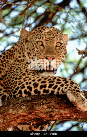 Leopard (Panthera Pardus) in einem Baum, Tarangire Nationalpark, Tansania Stockfoto