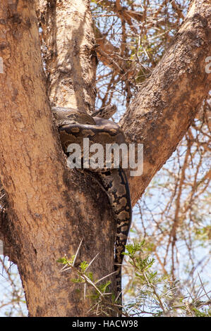 African Rock Python (Python Sebae) in einem Baum, Tarangire Nationalpark, Tansania Stockfoto