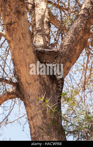 African Rock Python (Python Sebae) in einem Baum, Tarangire Nationalpark, Tansania Stockfoto