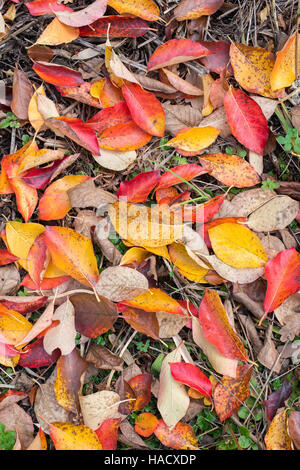 Nyssa Sylvatica "Wisley Bonfire". Black Gum verlässt "Wisley Bonfire" im Herbst auf den Boden gefallen Stockfoto