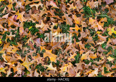 Quercus Ellipsoidalis Hemelrijk. Gefallenen nördlichen Pin Eichenlaub im Herbst auf dem Rasen Stockfoto