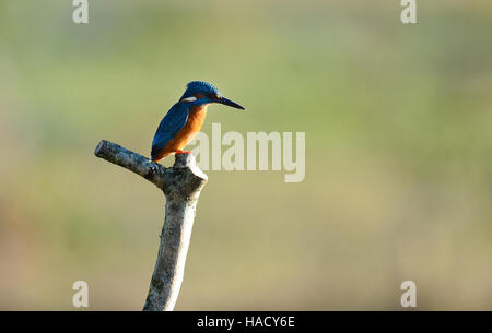 Ein Eisvögel sitzt auf einem Barsch, während er eine Pause von der Jagd im Wildfowl & Wetlands Trust Naturschutzgebiet in Arundel, West Sussex, macht. Stockfoto