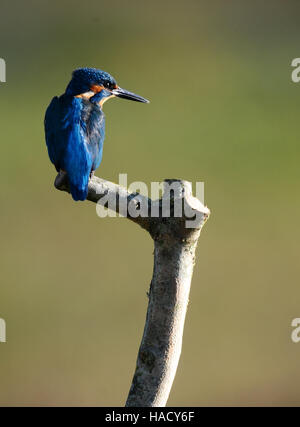 Ein Eisvögel sitzt auf einem Barsch, während er eine Pause von der Jagd im Wildfowl & Wetlands Trust Naturschutzgebiet in Arundel, West Sussex, macht. Stockfoto