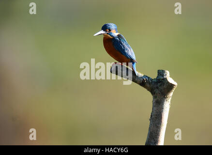 Ein Eisvogel sitzt ein Barsch während der Einnahme einer Pause von der Jagd auf Federwild &amp; Wetlands Trust Naturschutzgebiet in Arundel, West Sussex. Stockfoto