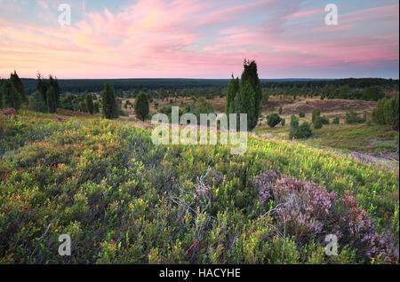 rote Sommer Sonnenuntergang über blühende Hügel mit Heidekraut, Wilsede, Luneburger heide Stockfoto