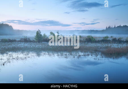 nebligen Morgen auf Sumpf in der Abenddämmerung im Frühjahr Stockfoto