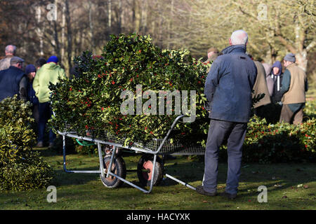 Ein Mann zieht seinen Kauf von Holly auf einem Wagen während der jährlichen Mistel und Holly Auktion in Burford-Haus-Garten-Stores in Tenbury Wells, Worcestershire. Stockfoto