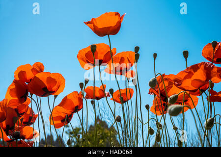 Bereich der roten Mohn Blüten im Sommer Stockfoto