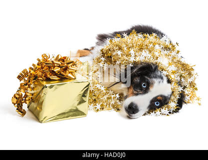 Australischer Schäferhund, Weihnachten zu feiern und eingehüllt in eine Weihnachtsgirlande auf weißem Hintergrund. Stockfoto