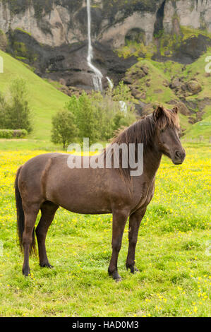 Dunkel braun Islandpferd (Equus Ferus Caballus) auf einer Wiese mit einem Wasserfall im Hintergrund stehen. Stockfoto