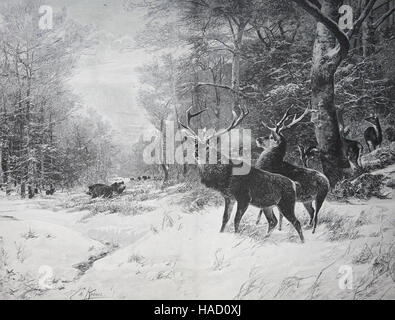 Wintermorgen in den Wald, Hirsche und Wildschweine im Schnee, von Christian Kroener, Abbildung in 1880 veröffentlicht Stockfoto