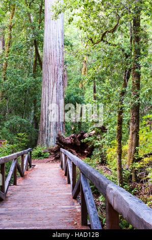 Mammutbaum, Redwood Coast, coastal Redwood, California Redwood, Sequoia Sempervirens, Fußgängerbrücke, Sea Trail im Big Basin Redwoods State Park Stockfoto