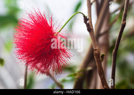 Rot Calliandra Tergemina Emarginata. Puderquaste Pflanze oder Fairy Duster Stockfoto