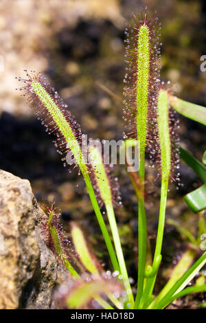 Drosera Capensis - Kap-Sonnentau - Insekt-Pflanze Essen Stockfoto