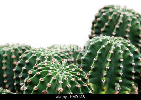 Gruppe von Echinopsis Hystrichoides isoliert auf weiss. Igel-Kakteen, Seeigel Kaktus oder Easter Lily Kaktus. Stockfoto