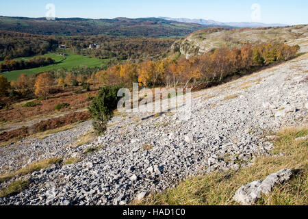 Geröll und Birke entlang Whitbarrow, Lake District, Cumbria Stockfoto