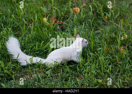 Vadnais Heights, Minnesota. Albino-Eichhörnchen.  Östliche graue Eichhörnchen - Sciurus Carolinensis. Stockfoto