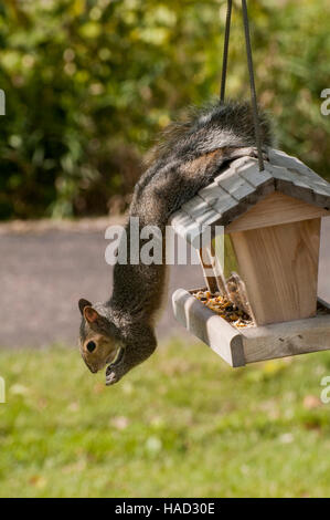 Vadnais Heights, Minnesota. Östliche graue Eichhörnchen - Sciurus Carolinensis. Stockfoto