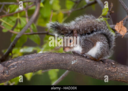 Vadnais Heights, Minnesota. Östliche graue Eichhörnchen - Sciurus Carolinensis. Stockfoto