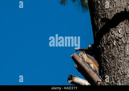 Vadnais Heights, Minnesota.  John H. Allison Wald.  Amerikanisches Rotes Eichhörnchen, Tamiasciurus Hudsonicus. Stockfoto