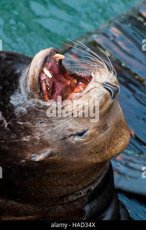 Newport, Oregon. Yaquina Bay. Kalifornische Seelöwe, Zalophus Californianus. Stockfoto