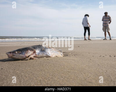 Tote Fische auf Bolivar Peninsula Beach, Texas, USA Stockfoto