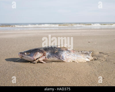 Tote Fische auf Bolivar Peninsula Beach, Texas, USA Stockfoto