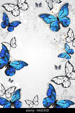 Rahmen mit blauen realistische Morpho Schmetterlinge auf grauem Hintergrund Textur. Design mit Schmetterlingen. Morpho. Design mit blauer Schmetterlinge Morpho. Stock Vektor