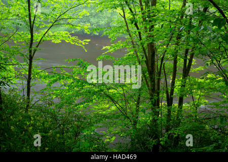 Lehigh River durch Wald von Lehigh Gorge Trail, Lehigh Gorge State Park, Pennsylvania Stockfoto