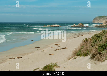 Seal Bay, Kangaroo Island, South Australia, Australien Stockfoto