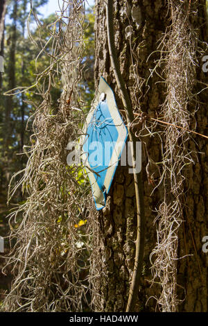 Spanish Moss Verkleidung Wandern Wanderweg Markierung am Baum. Stockfoto