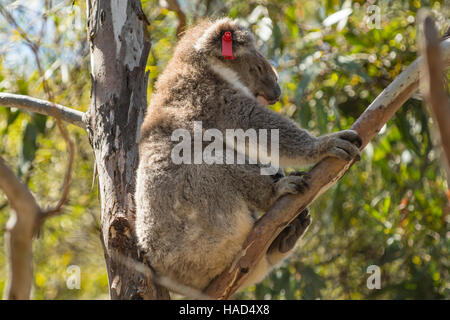 Koala, Phascolarctos Cinereus in Flinders Chase NP, Kangaroo Island, South Australia, Australien Stockfoto