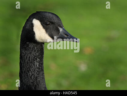 Kanada-Gans. Eine große Gans, mit markanten schwarzen Kopf und Hals und großen weißen Kehlfleck. Eine eingeführten Arten. Stockfoto