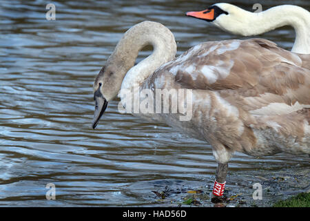 Cygnet Eintauchen ins Wasser. Schwäne sind Vögel der Familie Anatidae innerhalb der Gattung Cygnus Stockfoto