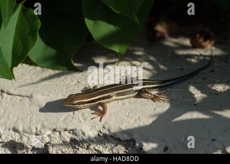 Afrikanische fünf-gezeichnete Skink, Trachylepis Quinquetaeniata, Scincidae Sharm el-Sheikh, Ägypten Stockfoto