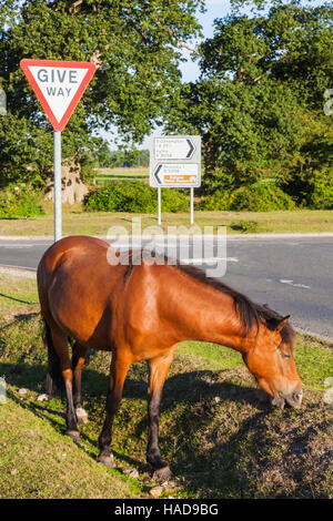 England, Hampshire, New Forest, Pferde zu Fuß am Straßenrand Stockfoto