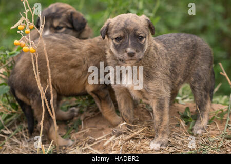 Drei unbemannte Hundewelpen in das Feld spielen Stockfoto