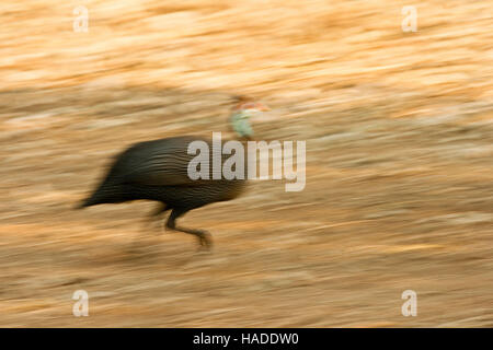 Behelmte Perlhühner Numida Meleagris, Mana Pools National Park. Zimbabwe Stockfoto