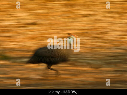 Behelmte Perlhühner Numida Meleagris, Mana Pools National Park. Zimbabwe Stockfoto