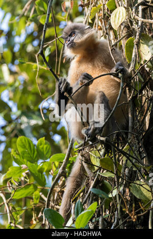 Languren (Trachypithecus Pileatus) auf einem Ast Gibbon Wildlife Sanctuary, Assam, Indien begrenzt Stockfoto