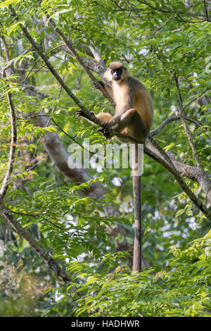 Languren (Trachypithecus Pileatus) auf einem Ast Gibbon Wildlife Sanctuary, Assam, Indien begrenzt Stockfoto