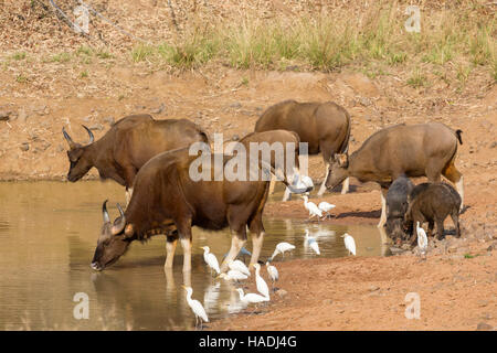 Gaur (Bos Gaurus), Wildschwein (Sus Scrofa Cristatus) Und Kuhreiher, Buff unterstützt Heron (Bubulcus Ibis, Ardeola Ibis) an einer Wasserstelle, Andhari Tiger-Reserve, Maharashtra, Indien Stockfoto